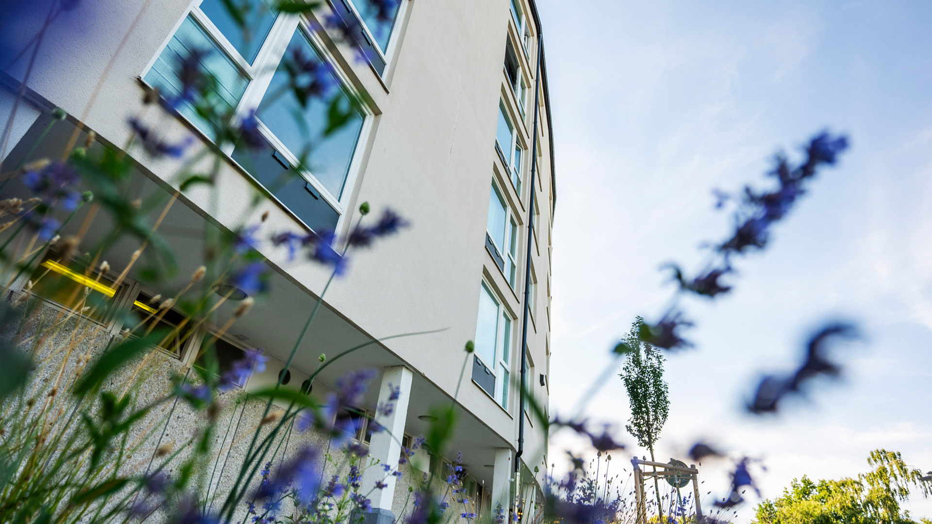 Grodperspektiv på fasad med blå blommor i förgrunden.